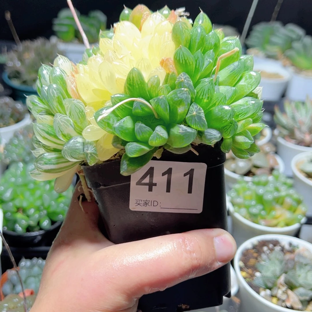 ﾚ****ﾍ411多肉植物一颗玉露