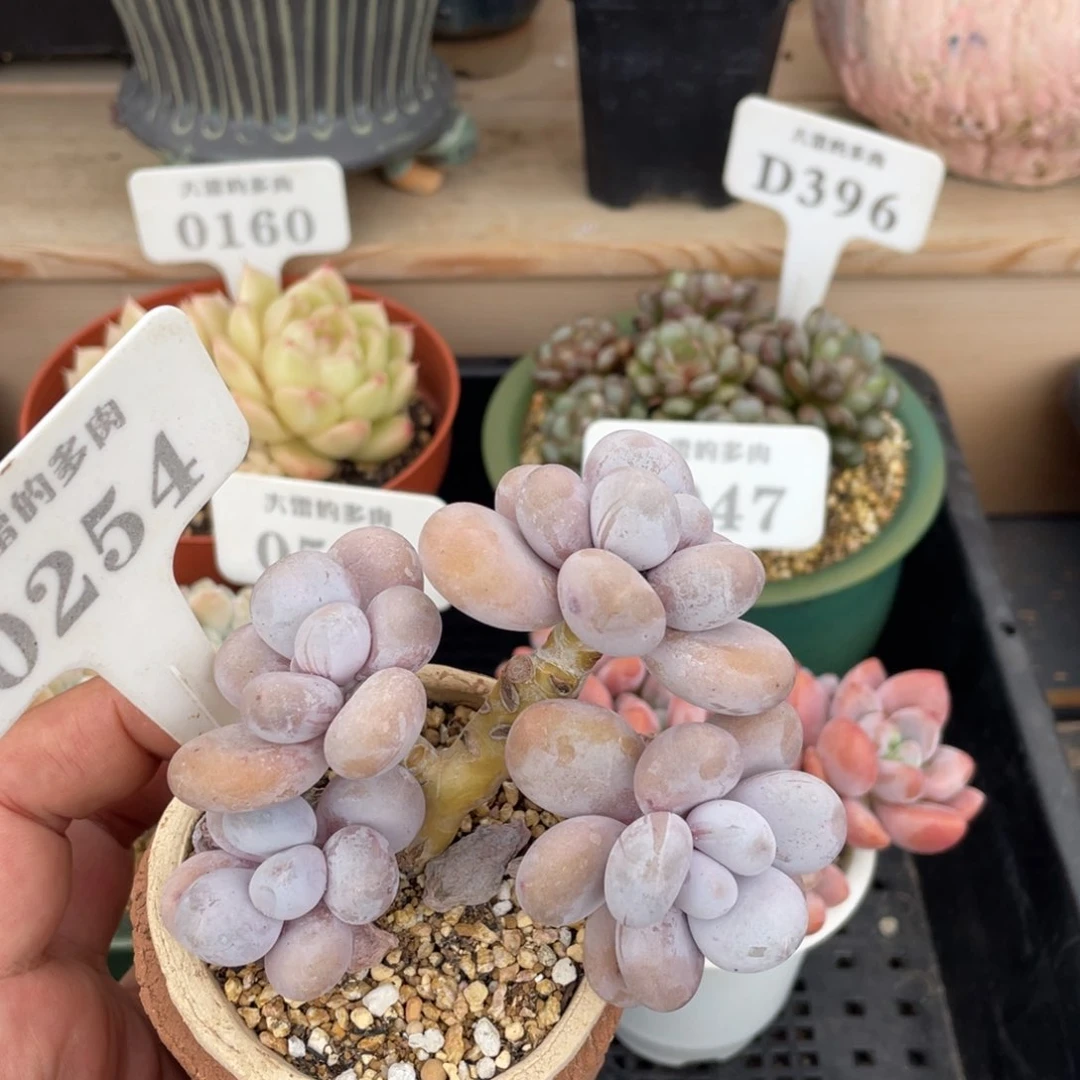 0254奶酪不带盆10厘米