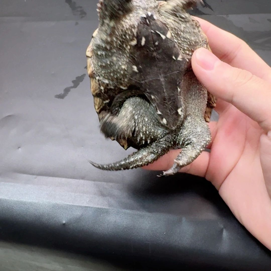 小鳄龟不分公母11