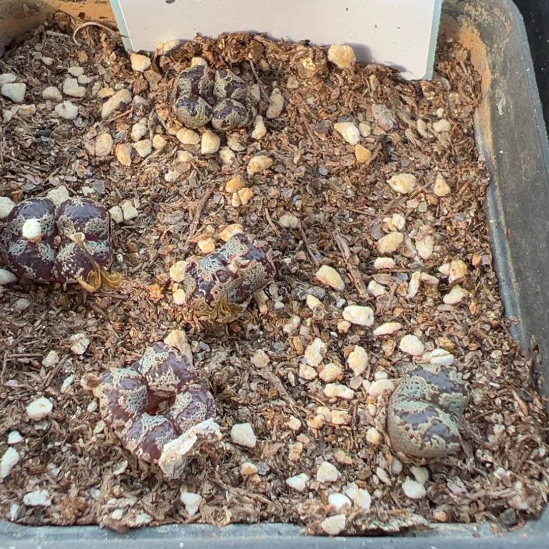 6-135肉锥多肉植物