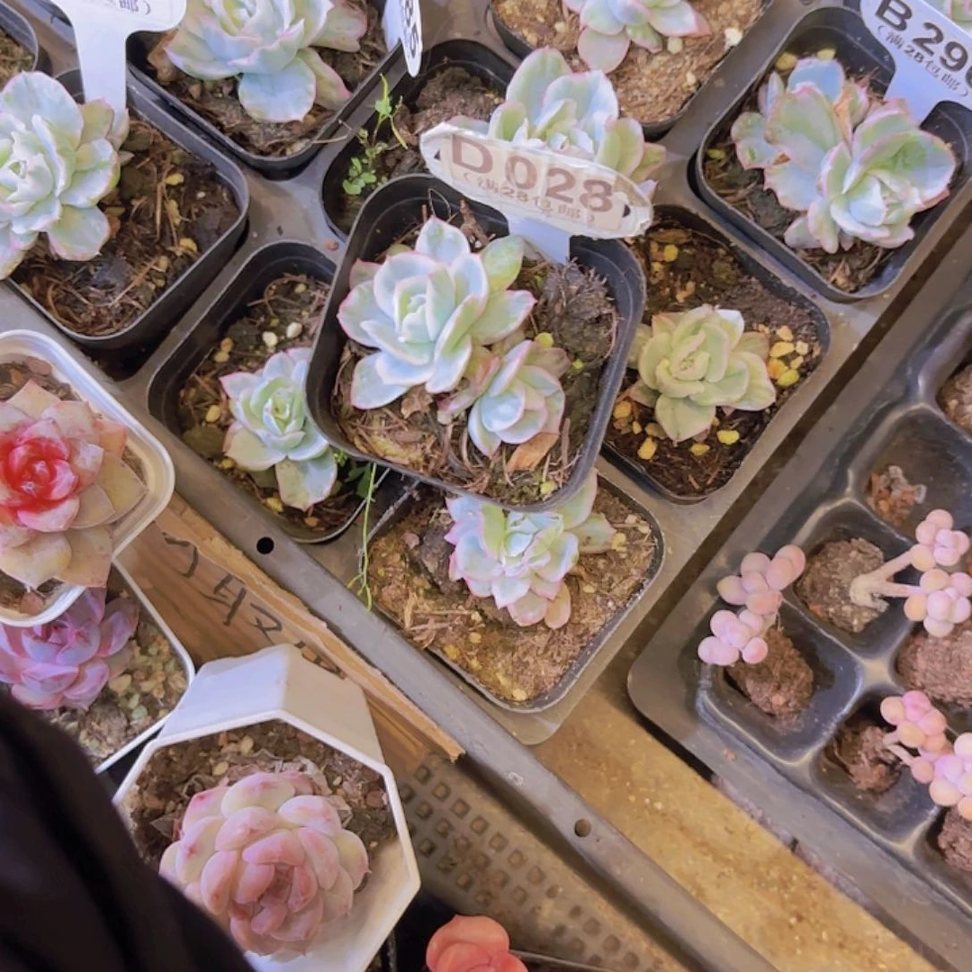 D028伯克利锦一物一拍