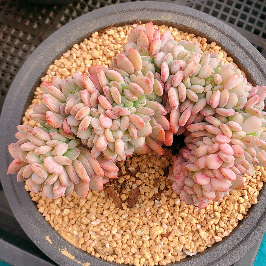 多肉植物   粉珍妮玛瑙缀化一颗无砍（尺寸10左右）满28包邮除偏远