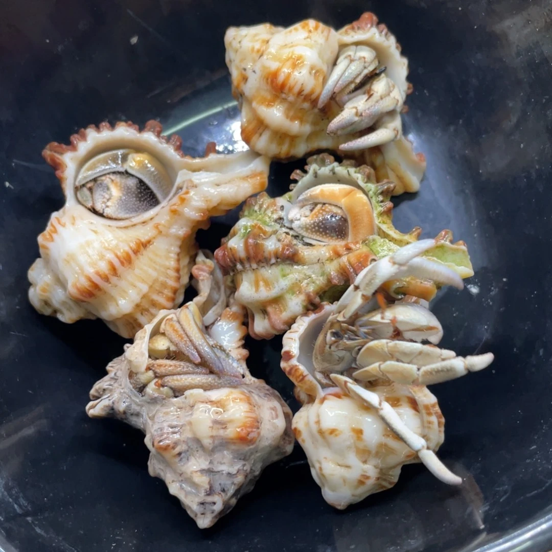 不退不换活体宠物32