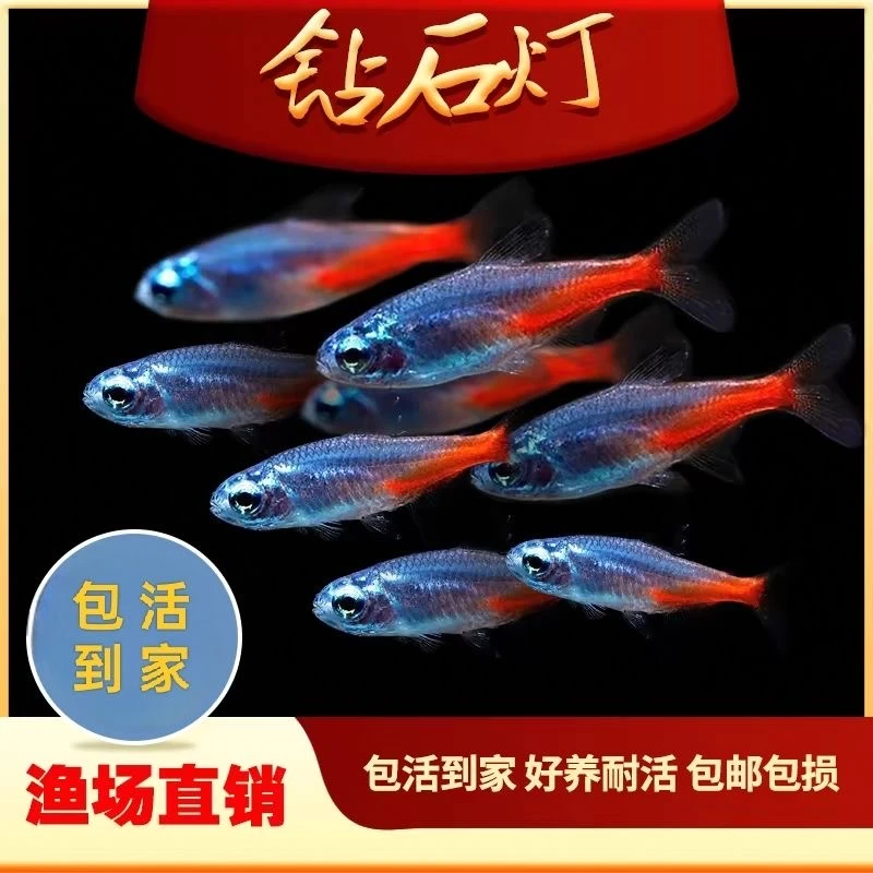 钻石灯鱼红绿灯鱼宝莲灯鱼草缸群游热带观赏鱼淡水鱼小型观赏鱼苗