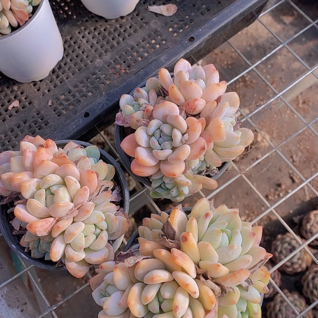 0214-老桩冷香群一颗量拍