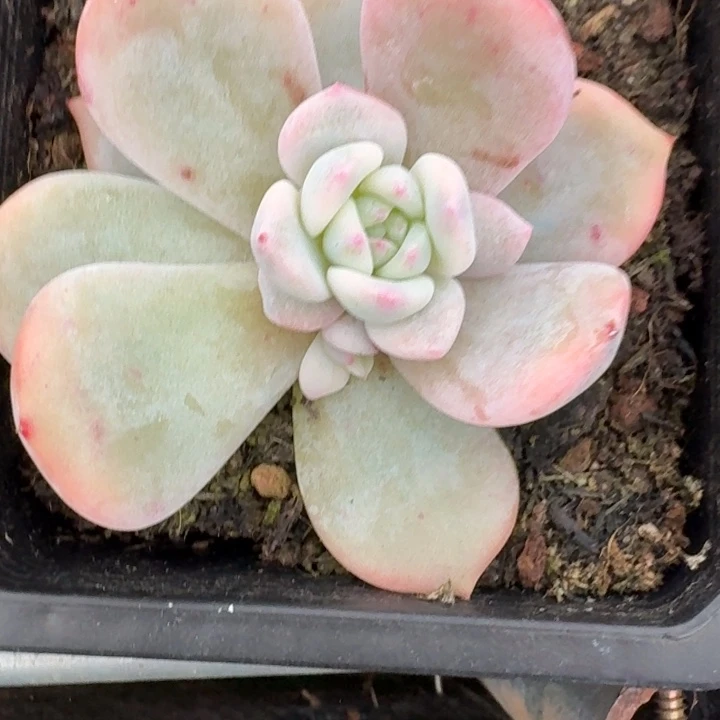 橙梦露底座一物一拍