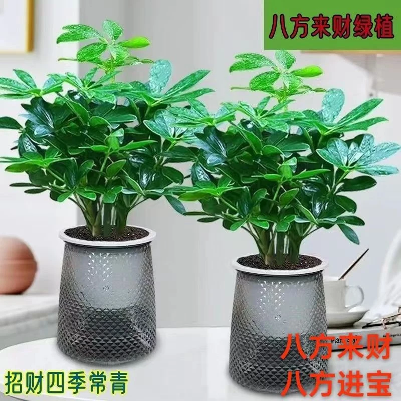 八方来财鸭脚木室内客厅办公好养水培吸水盆懒人盆栽绿植花卉长青