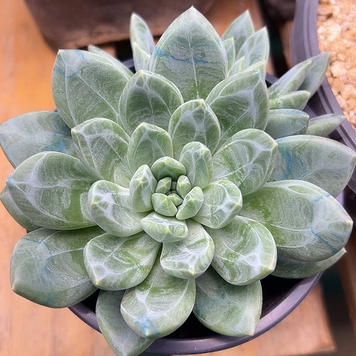 魔**菜暗纹美人，一物一拍