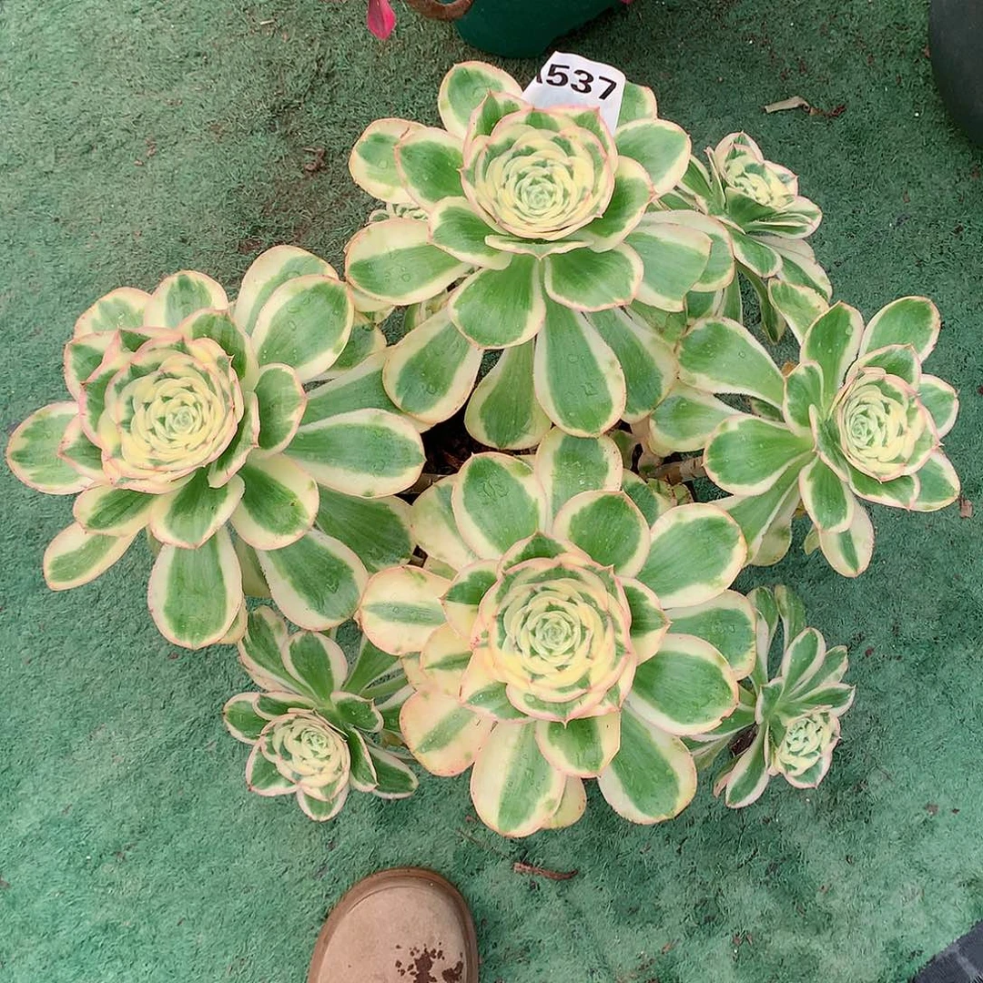 大****）537.艳姿多肉植物