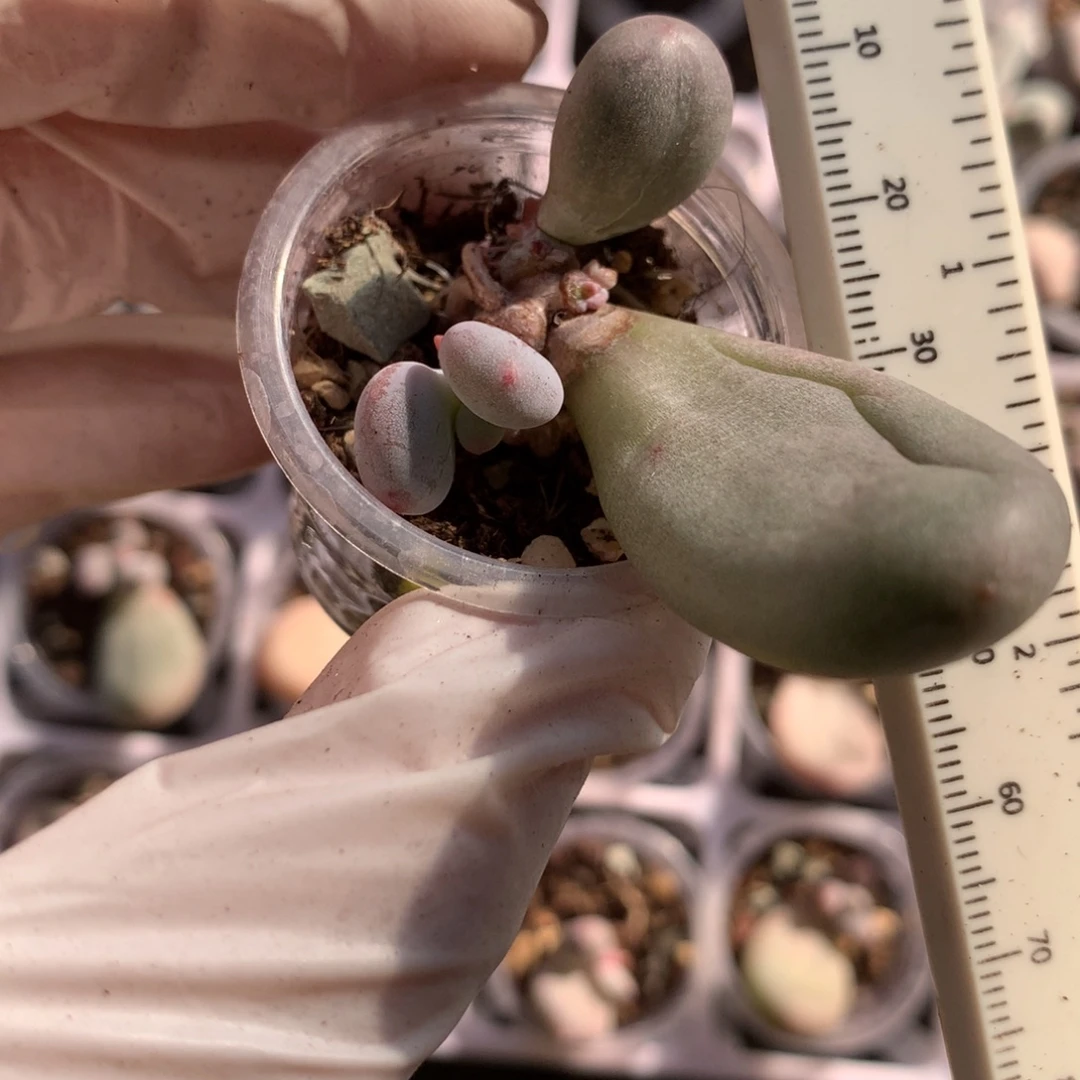 米可奶有锦纹瑕疵特价不收货