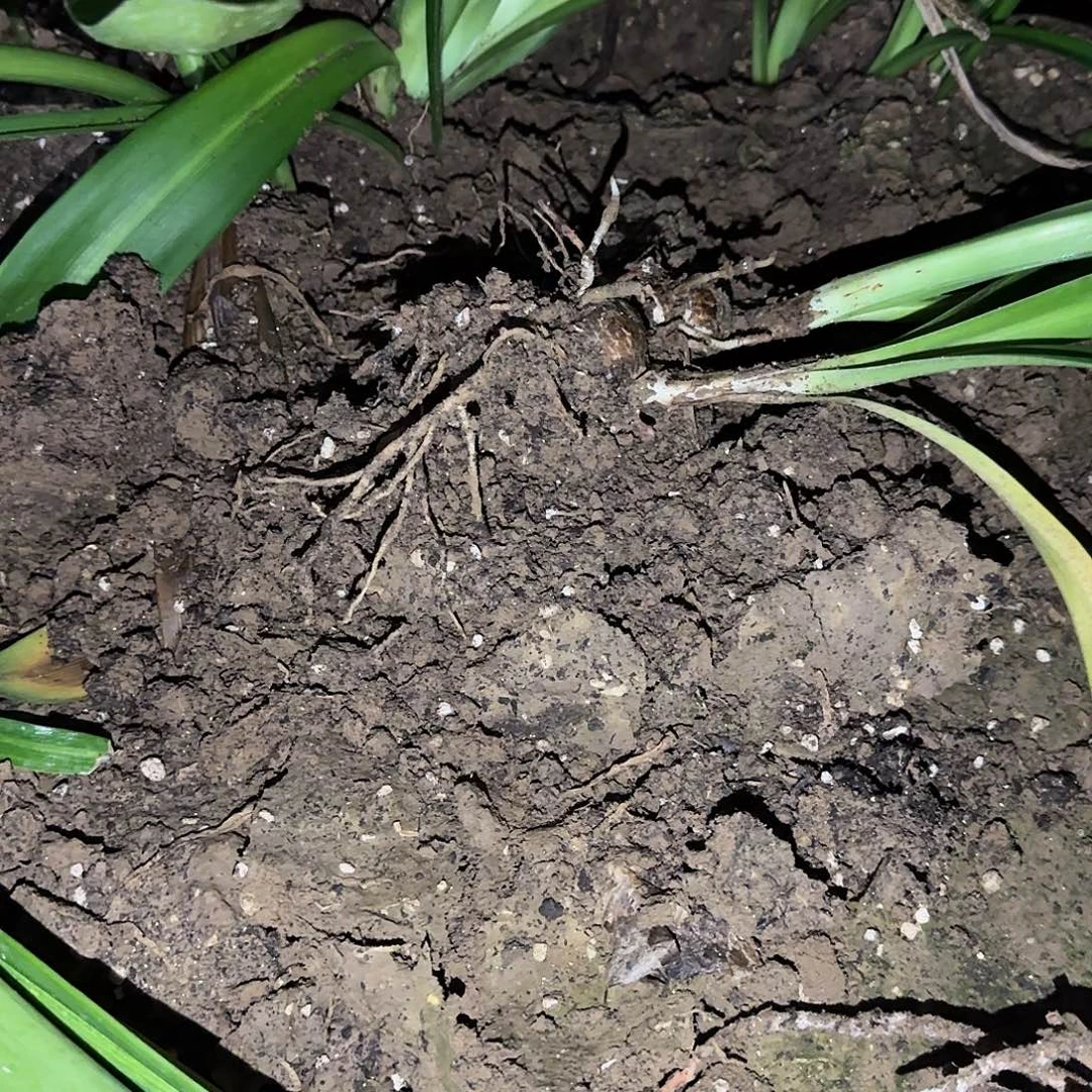 白鬼➕卡布鲁斯5.5厘米各一棵