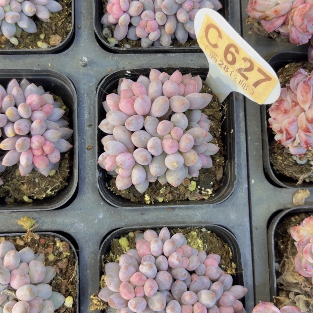 C627蓝莓奶酪一物一拍