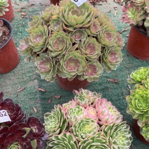 甘***丫087桃花石手捧多肉，