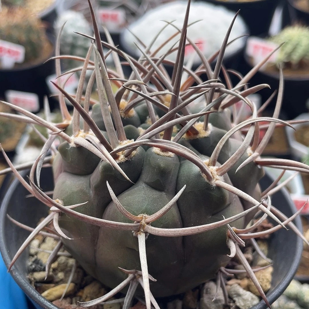 实生狂刺守金摩天龙仙人球