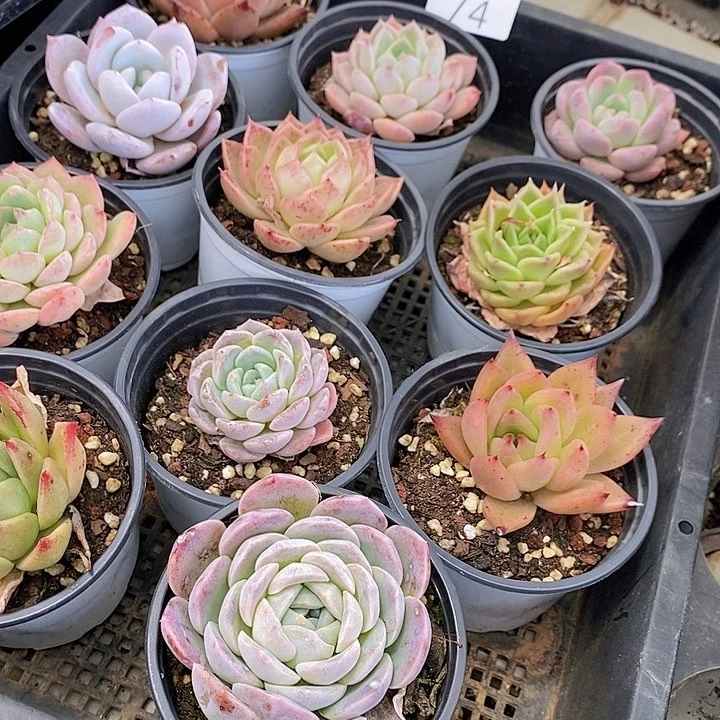 74 多肉植物盆栽花卉植物