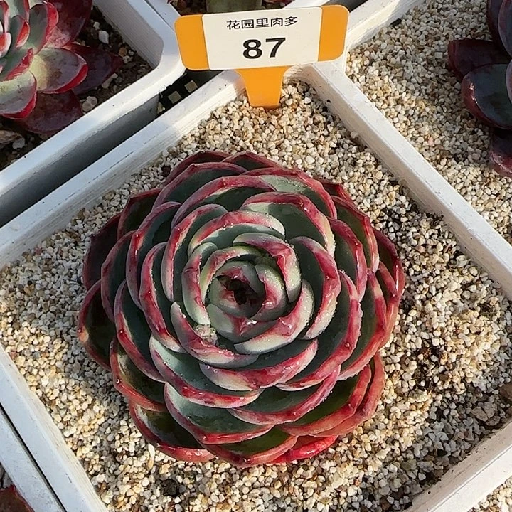 87 惊鸿仙子多肉植物6-9cm