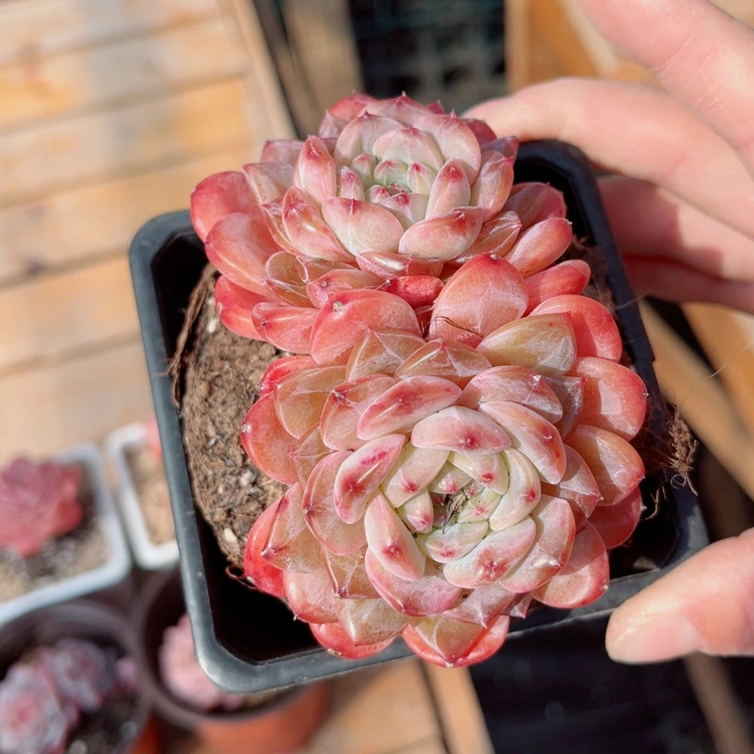 喵**喵风靡园艺糖钻双头