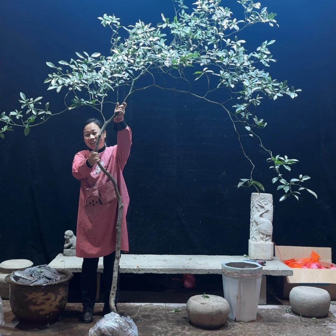 ****²完全开放栀子花生桩造型树一物一拍