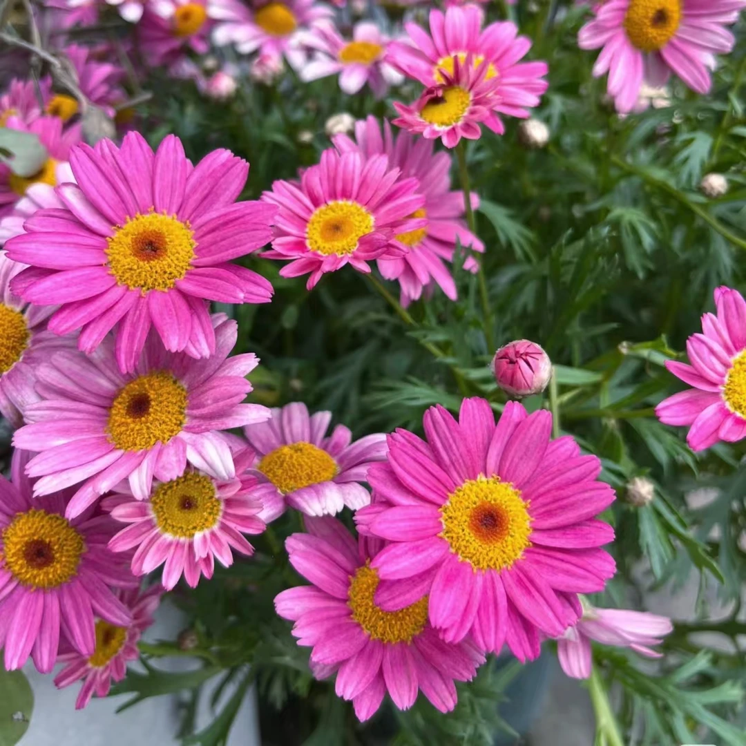 玛格丽特 玫红重瓣爆花好养花期长室内阳台庭院云南鲜花绿植