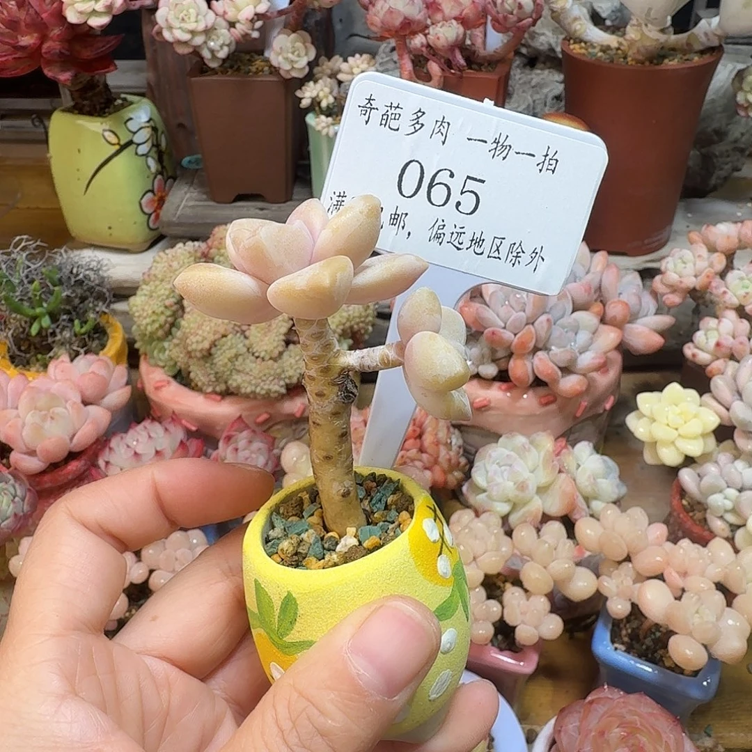 065 多肉含盆土 30元包邮除偏远