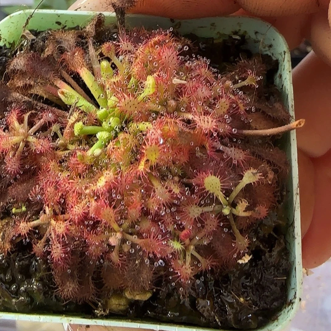 无花朵罗赖马茅膏菜