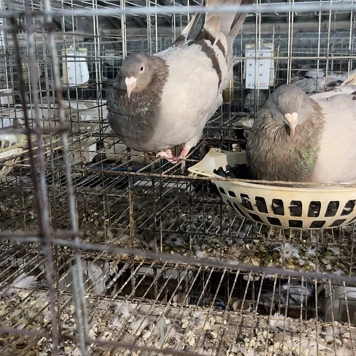 一只银王母鸽子，种鸽中国大陆