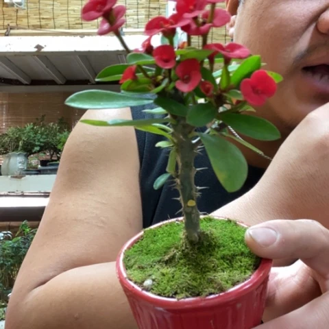 红陶一物一拍所见即所得67
