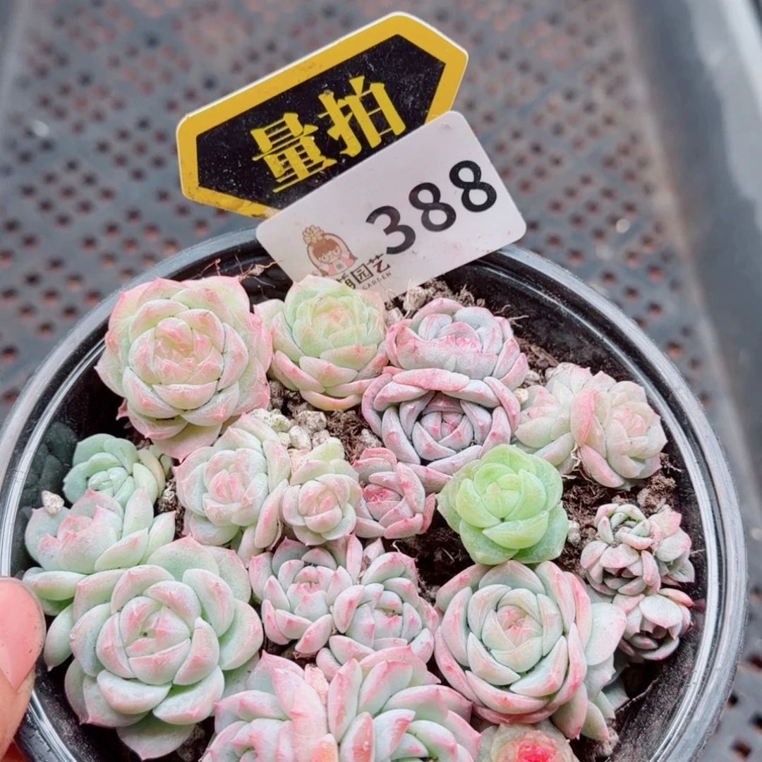 多肉植物多肉植物