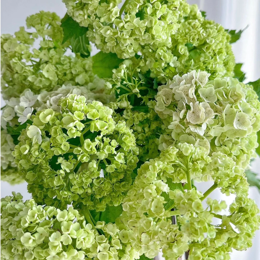 【木绣球链接】云南产地直发 | 新鲜采摘