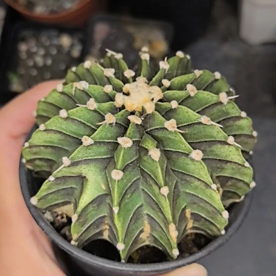 【瑕疵特价】实生肋骨牡丹直径8球体有干斑退棱