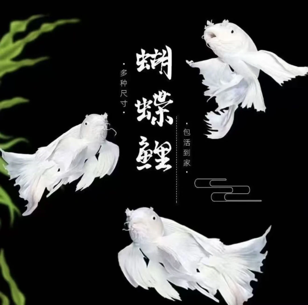 [白短球22-25cm]球体短身白色蝴蝶鲤鱼赛级观赏鱼渔场直发