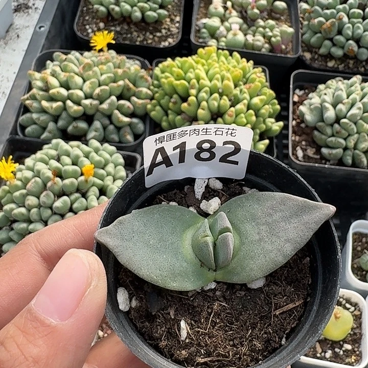 182多肉植物多肉植物