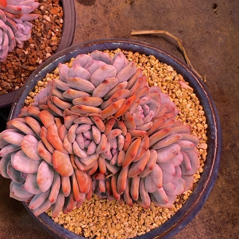 【闪购商品】叠叶星影自然群