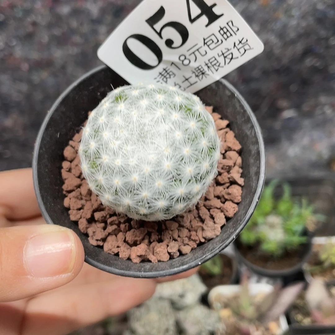 054大春星（满18元包邮）