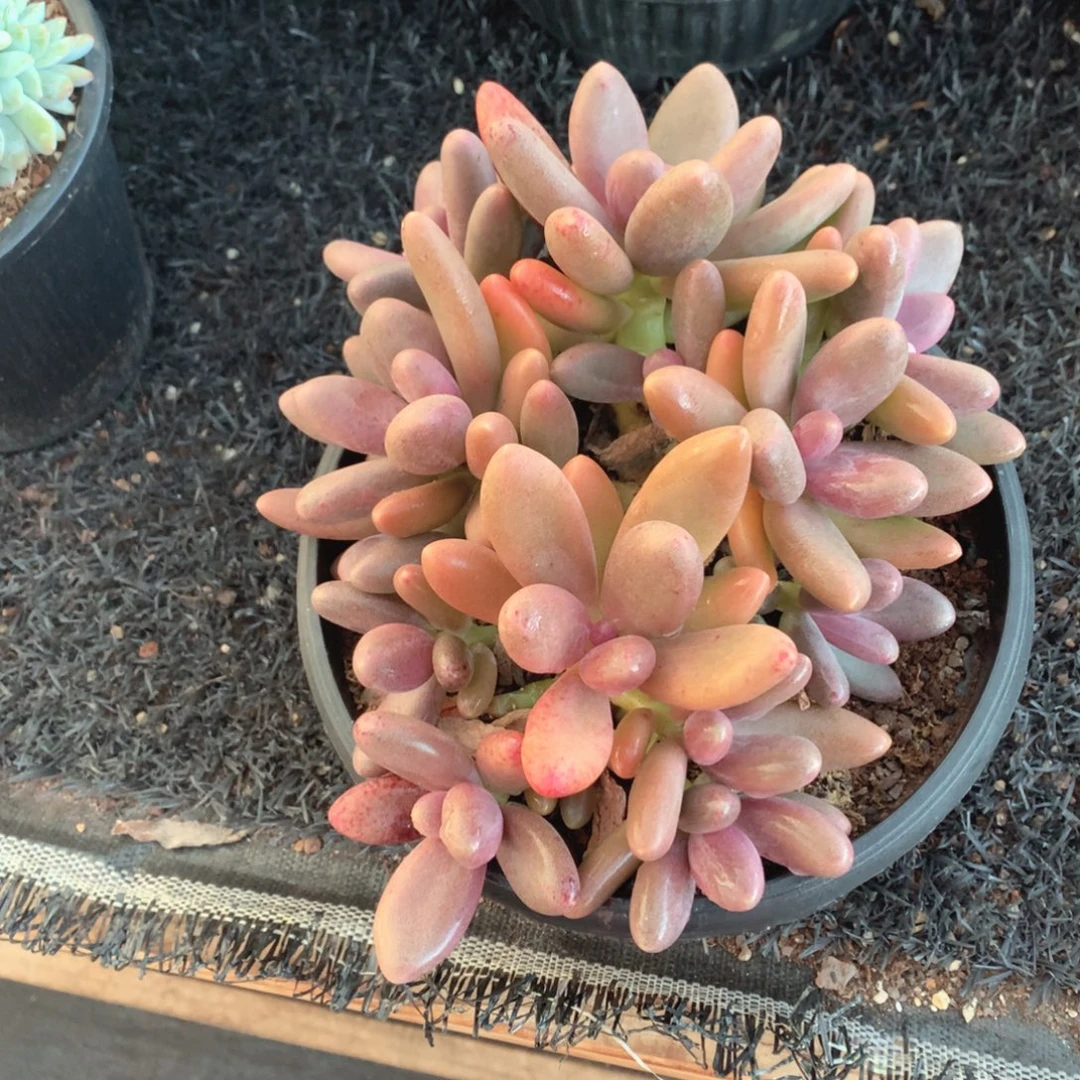 多肉植物糖果美人
