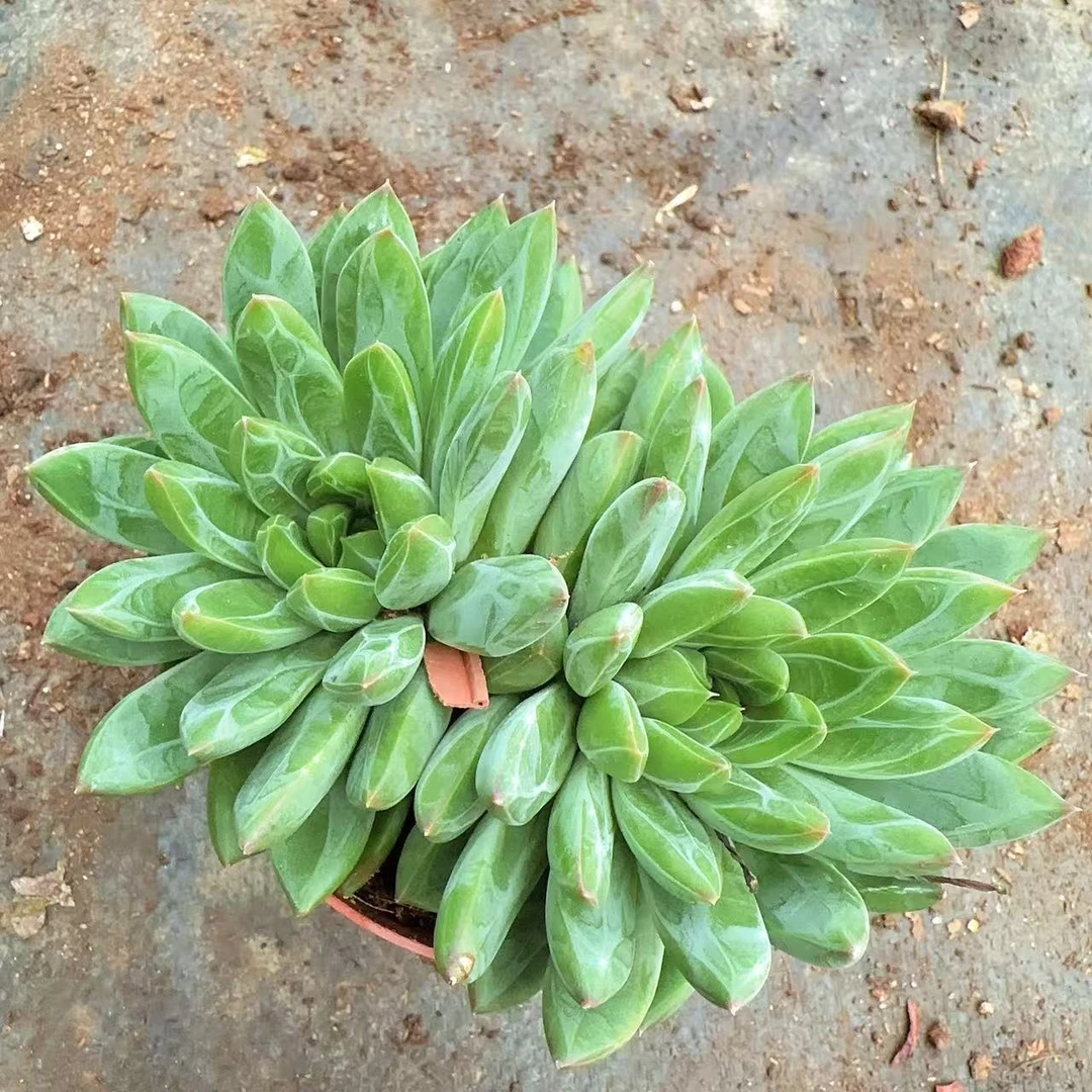 双头星际迷航   多肉植物