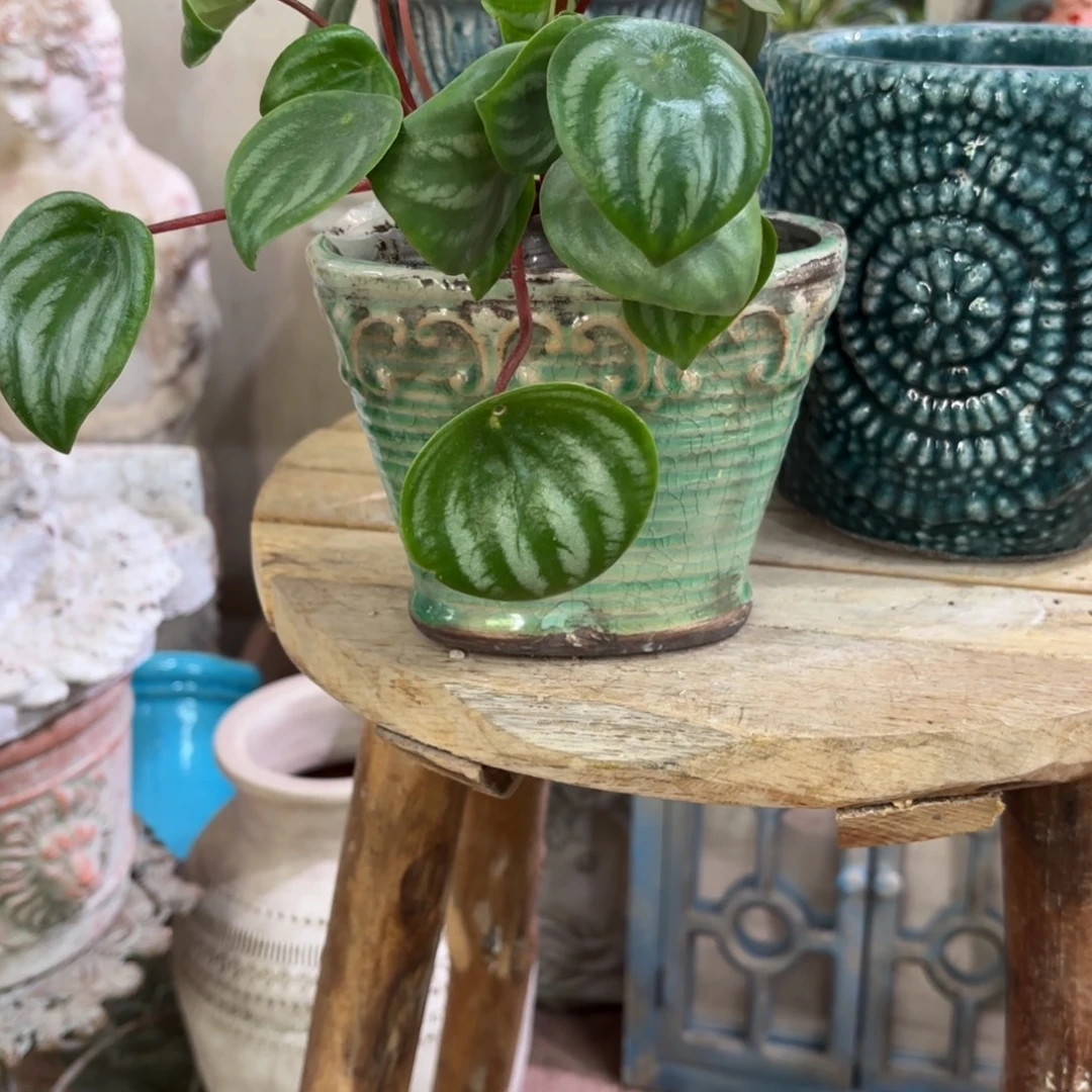 许纯的花房福利小盆椭圆