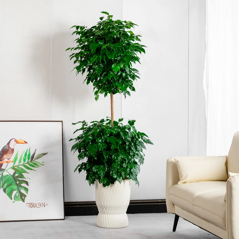 【送货上门】1.5-1.6米双层幸福树客厅盆栽办公室内大型绿植