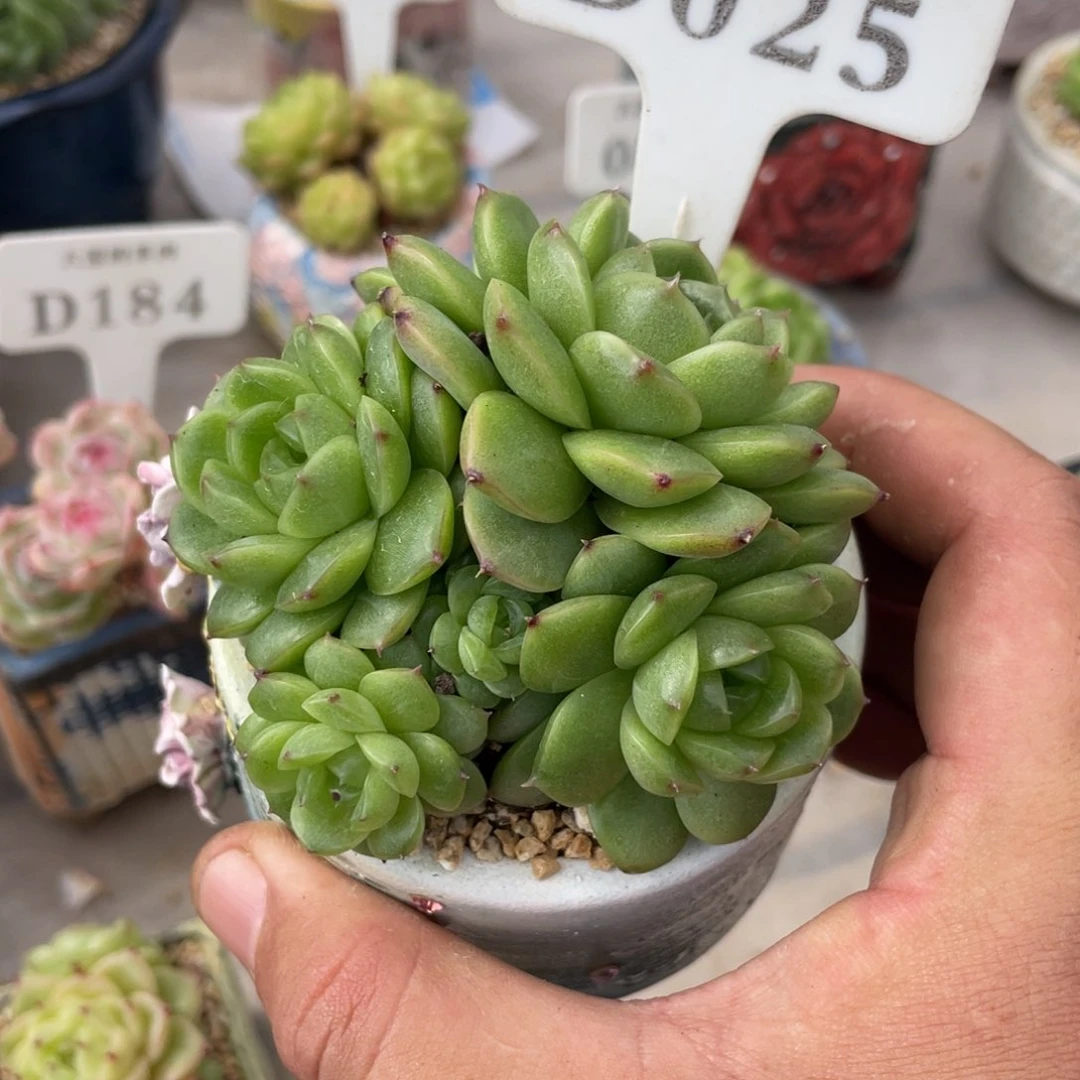 N****W025麦秆不带盆8厘米