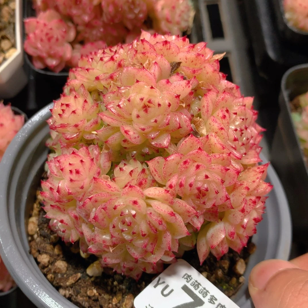 5CM拇指盆精控多肉YU702