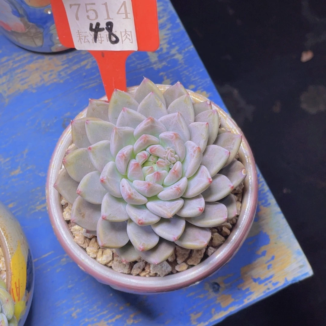 星颖7514多肉植物