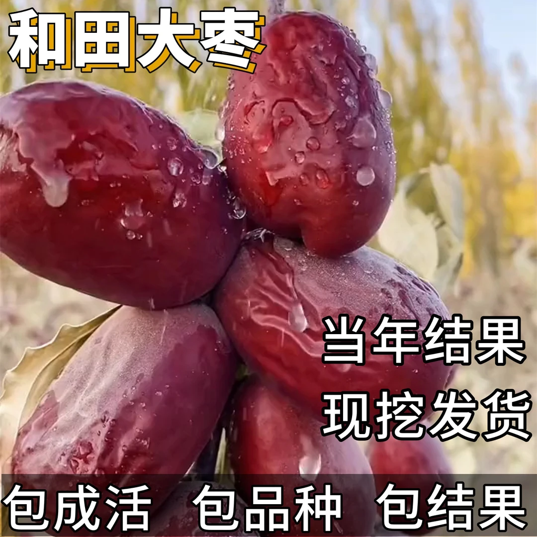 和田大枣苗南北方耐寒大枣超甜盆栽超大号枣树嫁接活苗当年结果