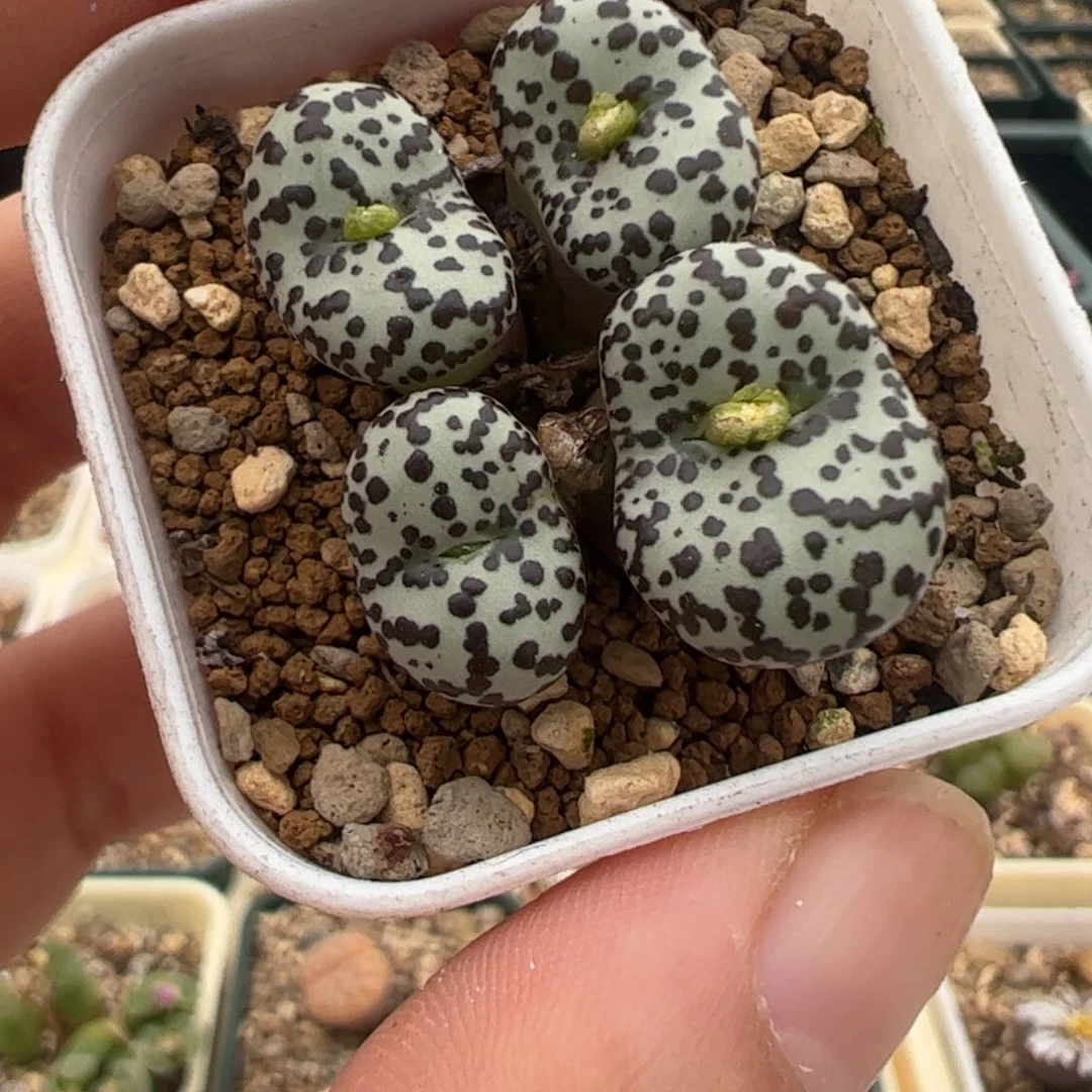 378 好看的多肉冲冲冲