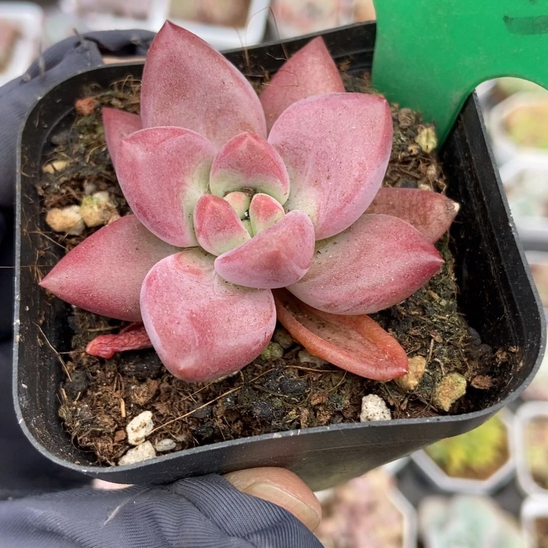 1025赫菲多肉植物保护