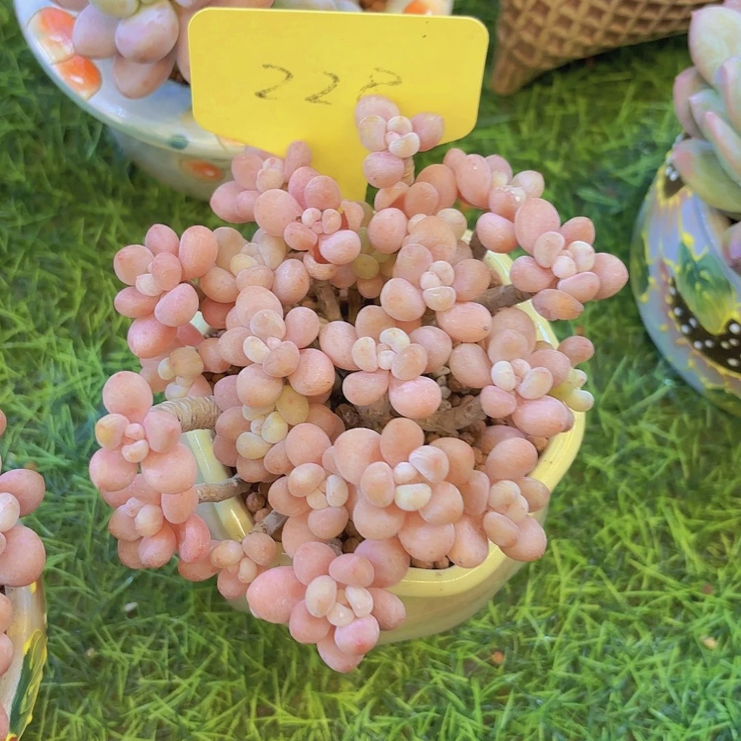 爱***酱云南金致精品多肉