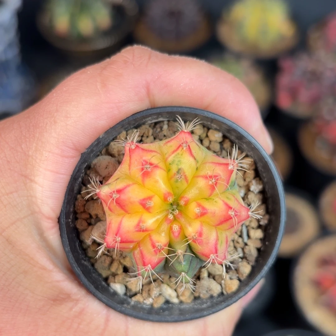 泰系米哈开播福利实生1号