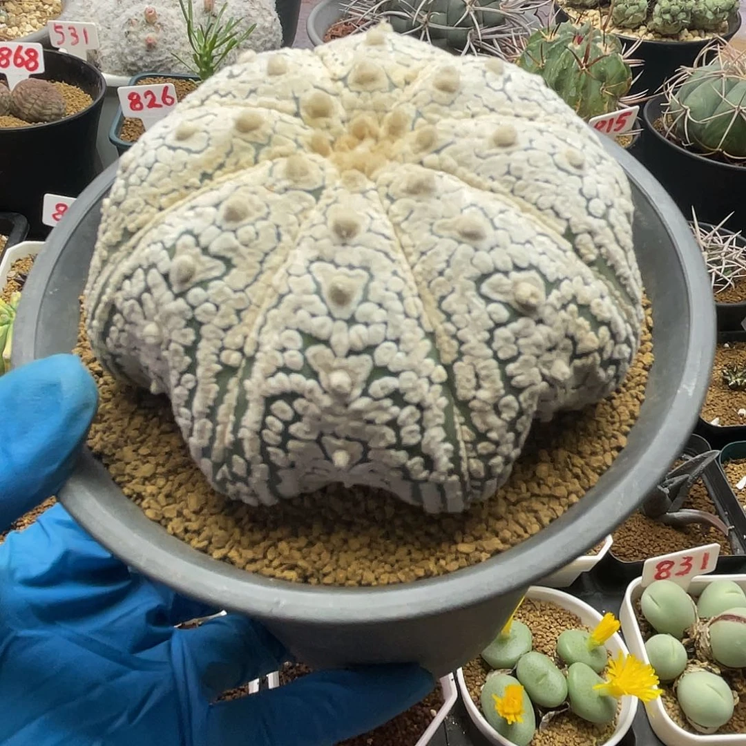 八爪鱼海星兜仙人球