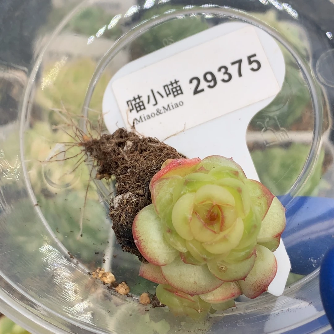 哦***喽多肉植物杂交珍妮