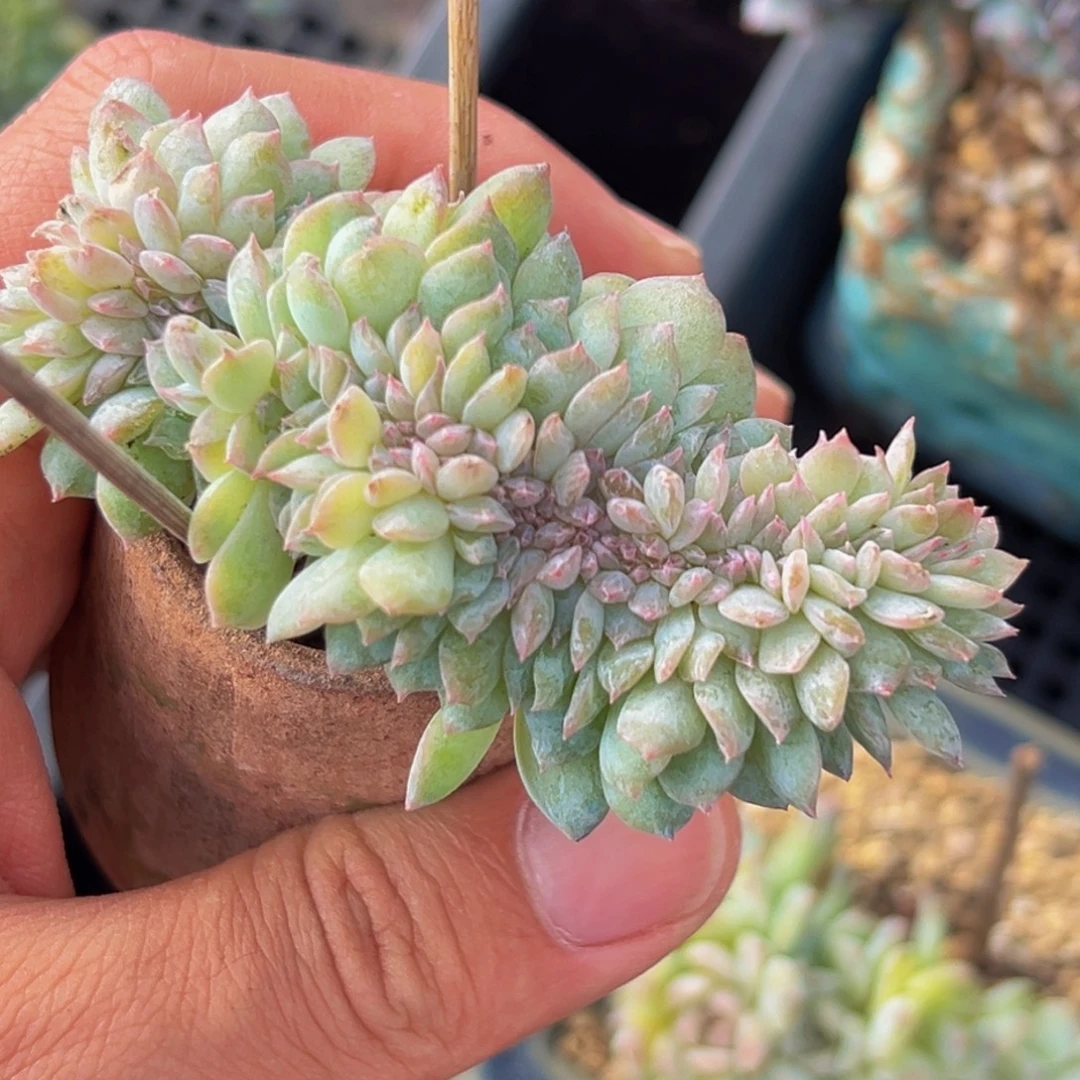 新年快乐 新年快乐