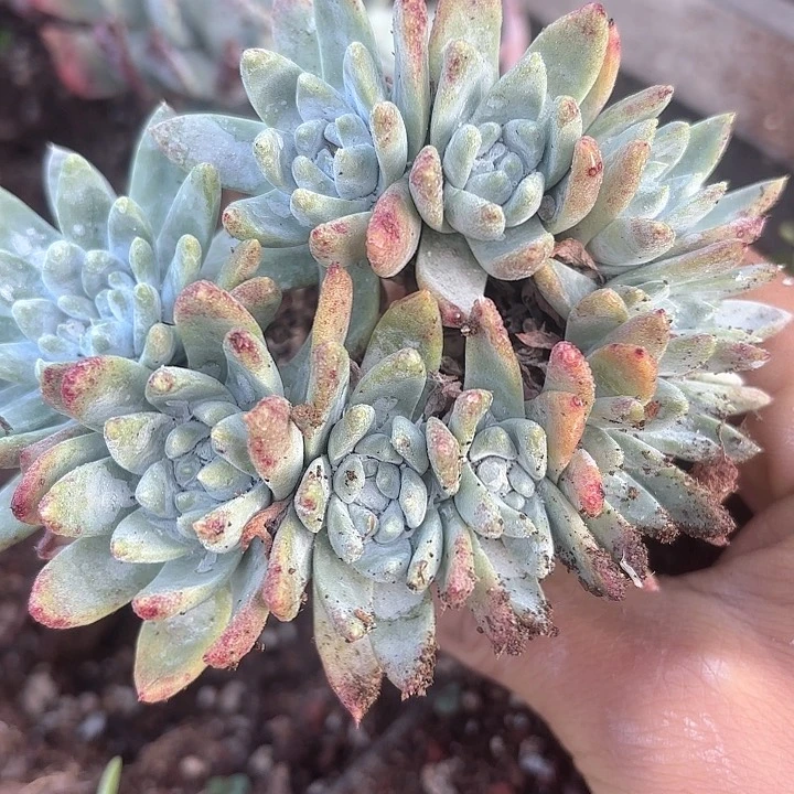 仙女杯多肉植物提取